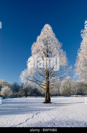 Winter Park im Schnee mit blauem Himmel und weißen Bäumen Stockfoto