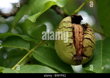 Walnuss auf einem Baum Stockfoto