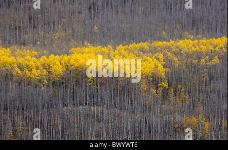 Jefferson, Colorado - Aspen Bäume im Herbst in Kenosha Pass in Pike-Nationalforst. Stockfoto