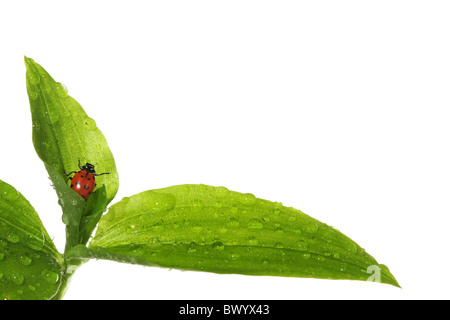 Marienkäfer auf nasses Laub Stockfoto