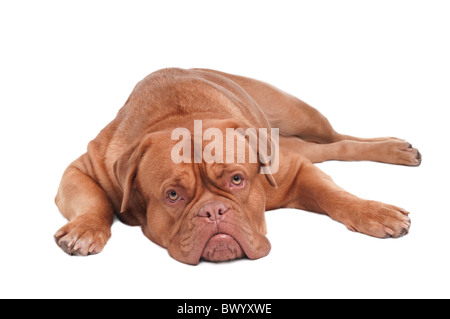 Welpen französische Dogge, liegend, isoliert auf weißem Hintergrund Stockfoto