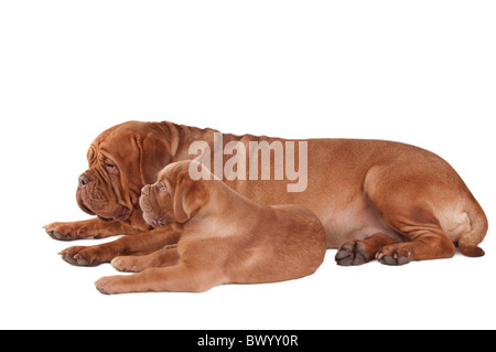 Welpen von Dogge De Bordeaux mit seiner Mutter isoliert auf weißem Hintergrund Stockfoto