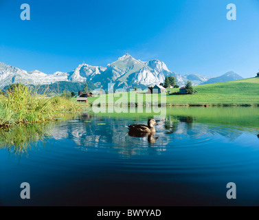 Alpstein in der Nähe von Wildhaus Berge Ente Kanton St. Gallen Landschaft Santis Schweiz Europa Schwendi Schwend Stockfoto