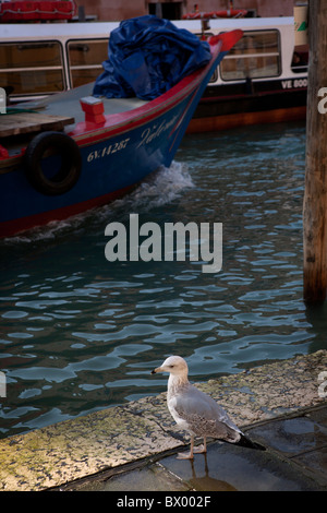 Eine Möwe, die gerade ein Boot auf einem Kanal in Cannaregio Bezirk von Venedig vorbeiziehen. Stockfoto