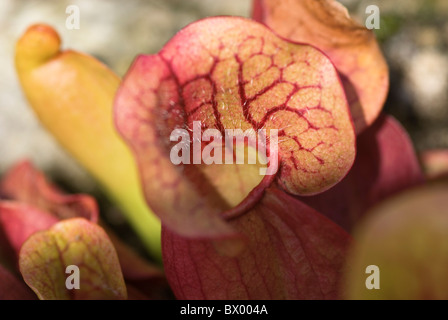 SARRACENIA PURPUREA SSP VENOSA LILA KANNENPFLANZE Stockfoto