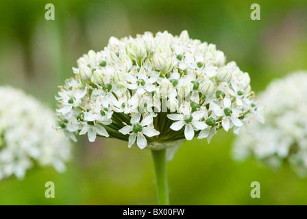 ALLIUM GIGANTEUM WEIßER RIESE Stockfoto