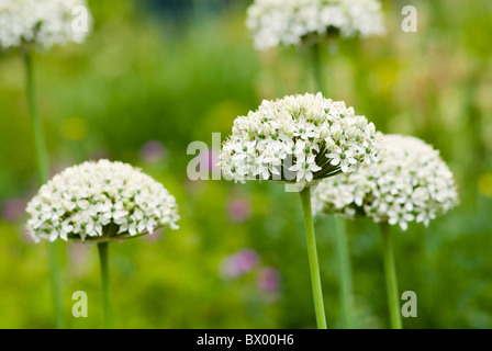 ALLIUM GIGANTEUM WEIßER RIESE Stockfoto