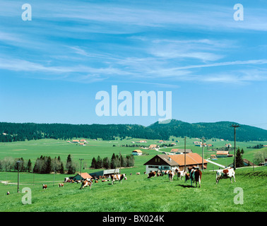 Farmen Kanton Jura Kanton Neuenburg Kühe Landschaft Le Brouillet Neuenburger Schweiz Europa Stockfoto