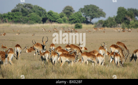 Eine Herde von roten Letschwe (Kobus Leche Leche) Weiden in das Okavango Delta, Botswana. Stockfoto