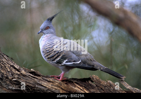 Australien-Crested Taube Ocyphaps Lophotes Tiere Vogel Stockfoto