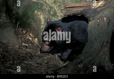 Australien-Sarcophilus Harrisii Tasmanien Tasmanischer Teufel Tier Stockfoto