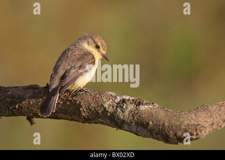 Vermilion Flycatcher (Pyrocephalus Rubinus Nanus), Galapagos Unterart, Weiblich auf Santa Cruz Island, Galapagos. Stockfoto