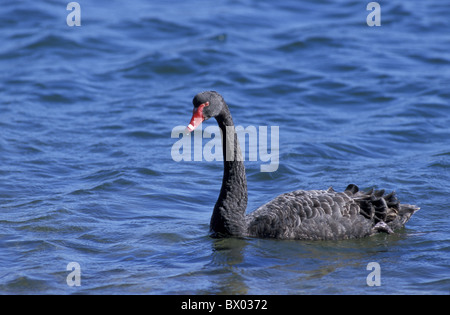 Australien-Black-Swan-Cygnus olor Victoria Tiere Vögel Stockfoto