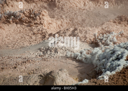 USA, Wyoming. Yellowstone-Nationalpark. Lower Geyser Basin, Fountain Paint Pot Bereich. Kochendem Schlamm Töpfe geologische Funktion. Stockfoto