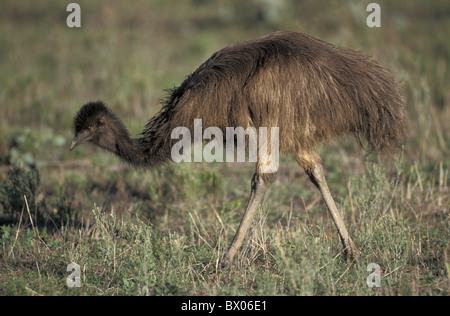 Tier Tiere Australien Vogel Vögel Dromaius Novaehollandiae WWU New South Wales Stockfoto