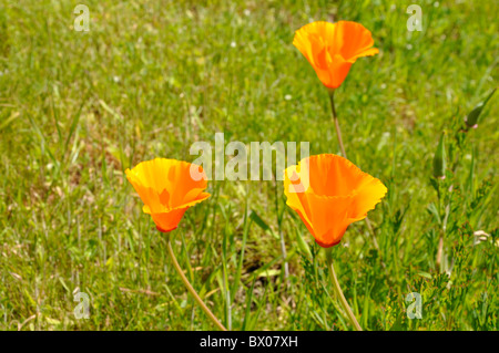 Kalifornische Mohn (Eschscholzia Californica) Stockfoto