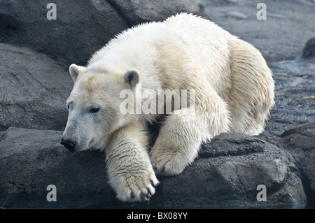 Eisbär im Columbus Zoo in Ohio Stockfoto