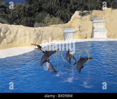 Delphine Delphin zeigen Kanaren Inseln Loro Parque Puerto De La Cruz, Ringe Spanien Europa Tenerif springen Stockfoto