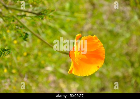 Kalifornische Mohn (Eschscholzia Californica) Stockfoto