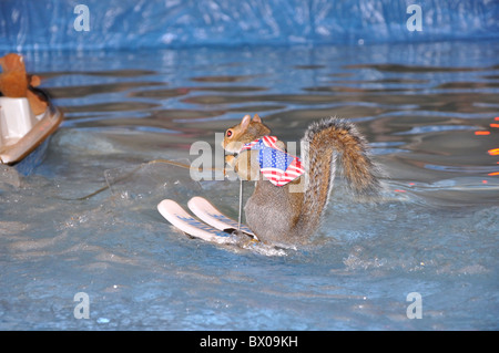 Twiggy Das Wasserski Eichhornchen Stockfotografie Alamy