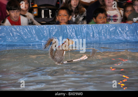 Twiggy Das Wasserski Eichhornchen Stockfotografie Alamy