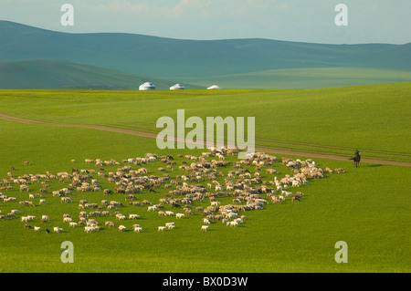 Mongolische Mann hüten einer Schafherde, Hulun Buir Grünland, Manzhouli, Hulunbuir, Innere Mongolei autonome Region, China Stockfoto