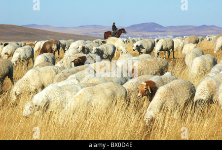 Mongolische herding eine Herde von weidenden Schafen, Hulun Buir Grünland, Manzhouli, Hulunbuir, Innere Mongolei autonome Region, China Stockfoto