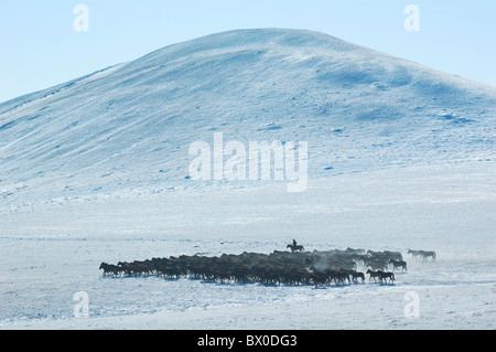 Herder, herding Mongolische Pferde im Winter, Hulun Buir Grünland, Manzhouli, Hulunbuir, autonomen Region Innere Mongolei, China Stockfoto