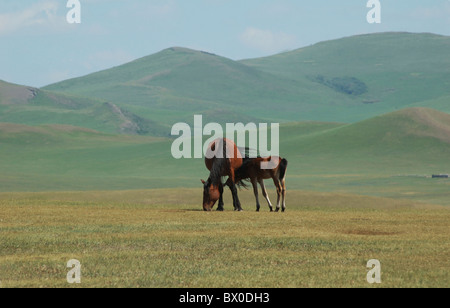 Frei weidenden Mongolei Stute mit einem Kalb, Hulun Buir Grünland, Manzhouli, Hulunbuir, autonomen Region Innere Mongolei, China Stockfoto