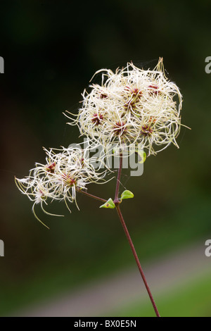 Traveller es Joy Clematis Vitalba Samenköpfe Stockfoto