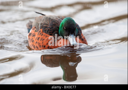 Kastanien-breasted Krickente (Anas Castanea), Männlich Stockfoto