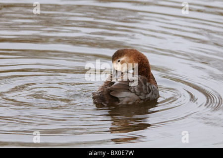 Tafelenten (Aythya 40-jähriger) weiblich putzen Stockfoto