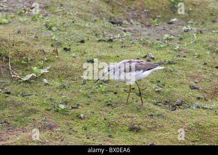 Gemeinsamen Grünschenkel Tringa Nebularia Erwachsene-Zucht Gefieder auf grasbewachsenen Ufer Stockfoto