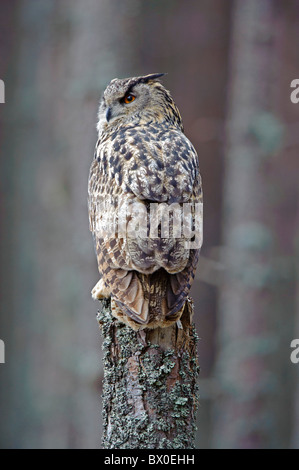 Uhu (Bubo Bubo), Männlich, thront auf Kiefer stumpf Stockfoto