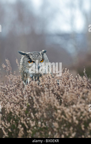 Uhu (Bubo Bubo), Männlich, in Ruhe in Heide Stockfoto