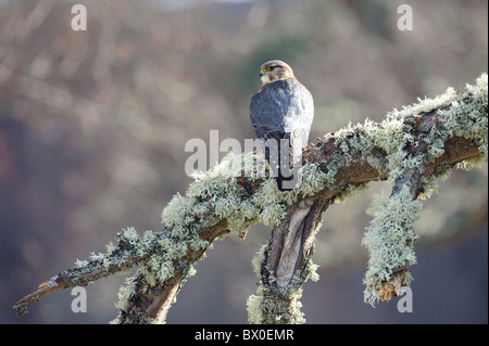 Merlin (Falco Columbarius), Männlich, thront auf bemoosten Ast Stockfoto