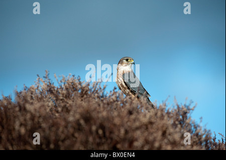 Merlin (Falco Columbarius), Männlich, thront in Heide Stockfoto