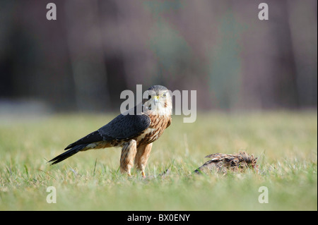 Merlin (Falco Columbarius), Männlich, Fütterung Stockfoto