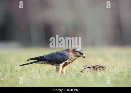 Merlin (Falco Columbarius), Männlich, Fütterung Stockfoto