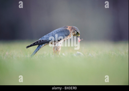 Merlin (Falco Columbarius), Männlich, Fütterung Stockfoto