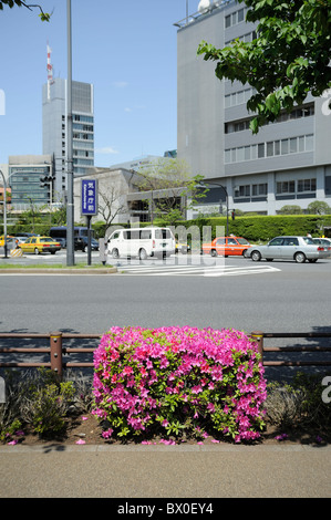Japanische Azaleen in voller Blüte, schneiden Sie in Würfelform auf Straßenkreuzung in der Nähe von Imperial Palace Garden, Tokyo, Japan Stockfoto