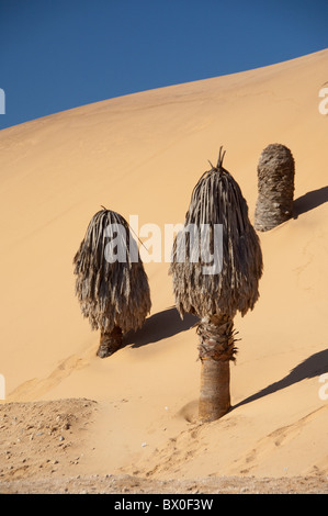 Afrika, Namibia, Swakopmund, Namib-Wüste. Sand Dünen an der Küste zwischen Walvis Bay & Swakopmund, berühmten Dune 7. Stockfoto