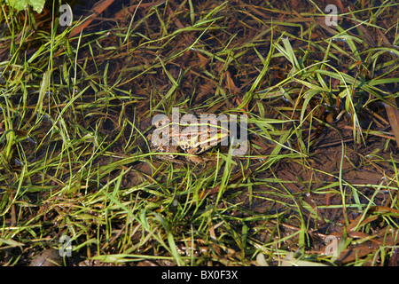 Brauner Frosch entspannend im Fluss an Sommertag. Stockfoto