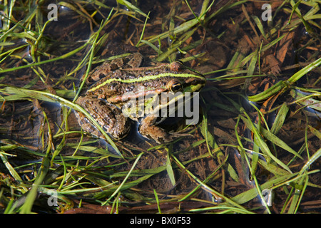 Brauner Frosch entspannend im Fluss an Sommertag. Stockfoto