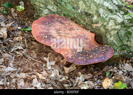 Beefsteak Pilze Fistulina Hepatica wachsen an der Basis einer Eiche Stockfoto