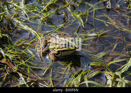 Brauner Frosch entspannend im Fluss an Sommertag. Stockfoto