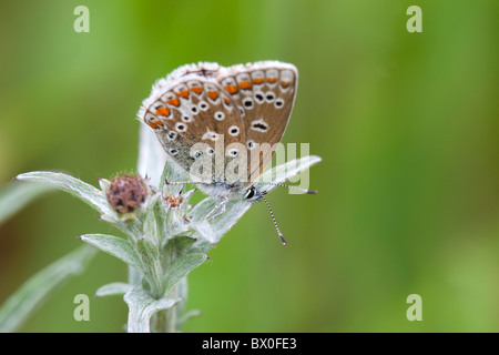 Gemeinsame blaue Polymmatus Icarus Schmetterling erwachsenes Weibchen Stockfoto