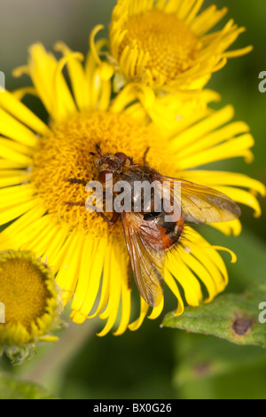 Tachinid Fly Tachina Fera Erwachsene ernähren sich von einer Blume Stockfoto