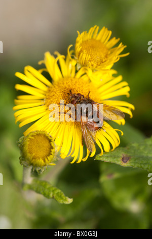 Tachinid Fly Tachina Fera Erwachsenen fliegen ernähren sich von einer gelben Blume Stockfoto