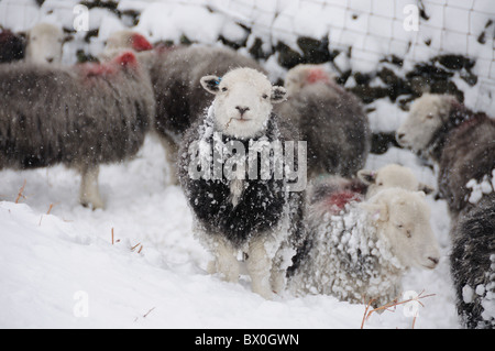 Herdwick Schafe im Winter im englischen Lake District Stockfoto